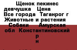 Щенок пекинес девчушка › Цена ­ 2 500 - Все города, Таганрог г. Животные и растения » Собаки   . Амурская обл.,Константиновский р-н